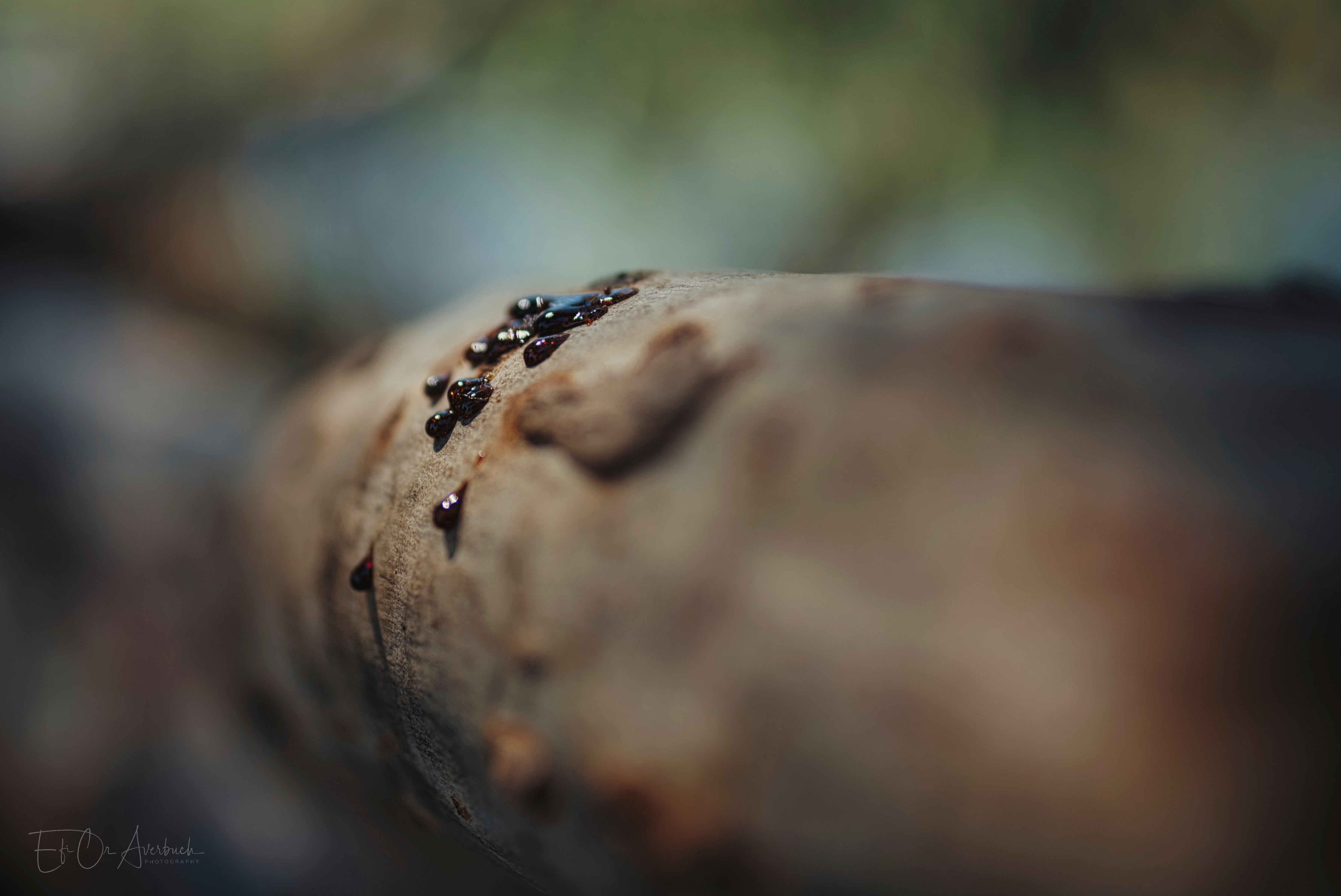 Narrow Depth Of Field