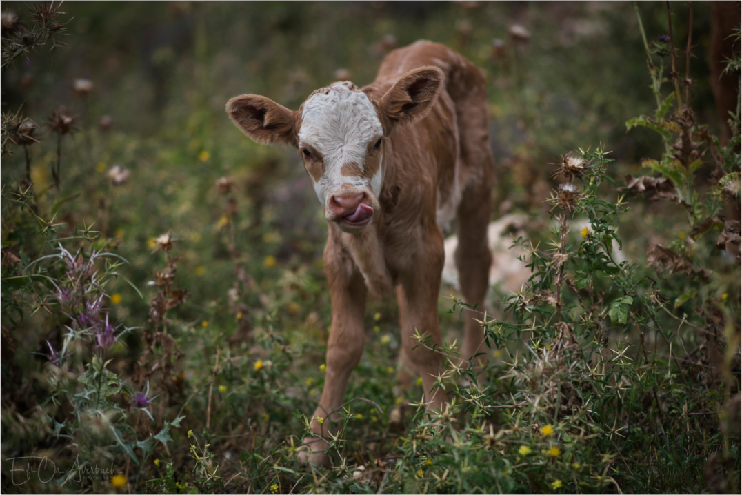 Little calf