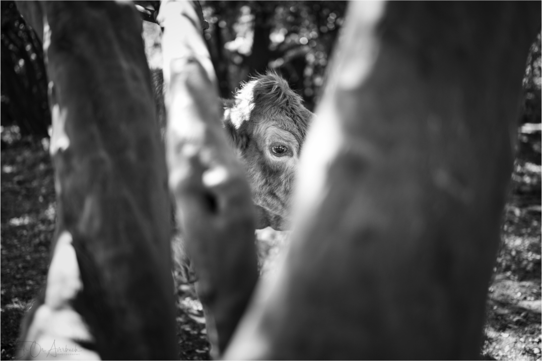 A cow glimpsed through a tree