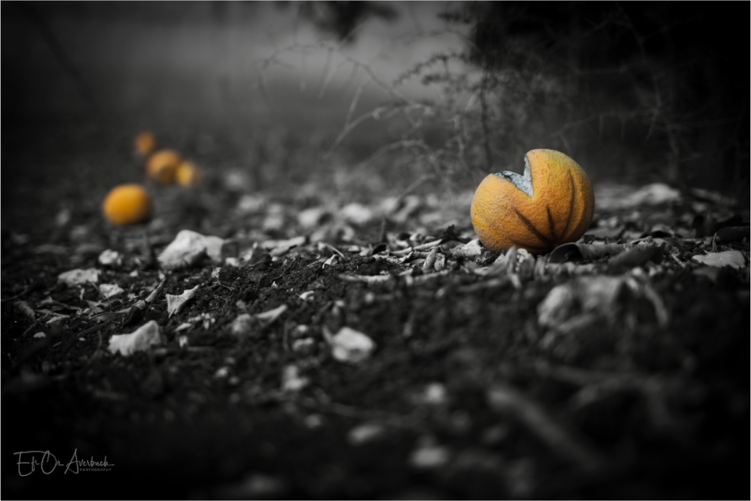 Oranges in black & white