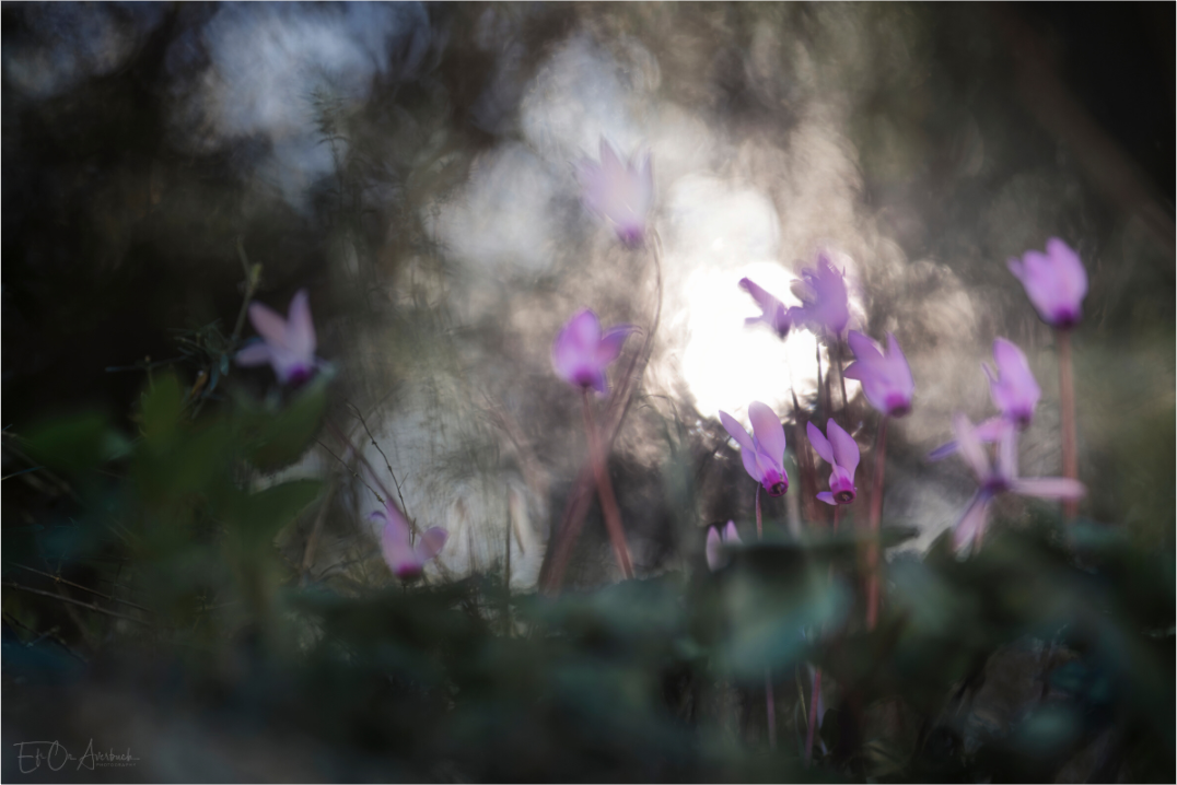 A flower backlit by sunlight