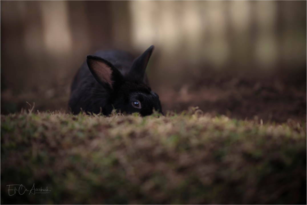 A rabbit peeking through the grass