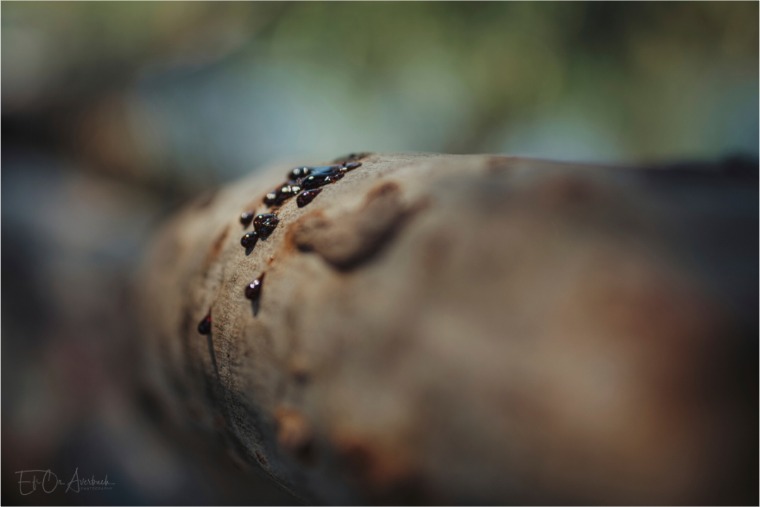 Sap on a tree